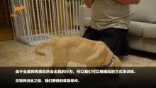 狗崽直播爆料视频大全,揭秘娱乐圈幕后真相 第2张 狗崽直播爆料视频大全,揭秘娱乐圈幕后真相 第2张